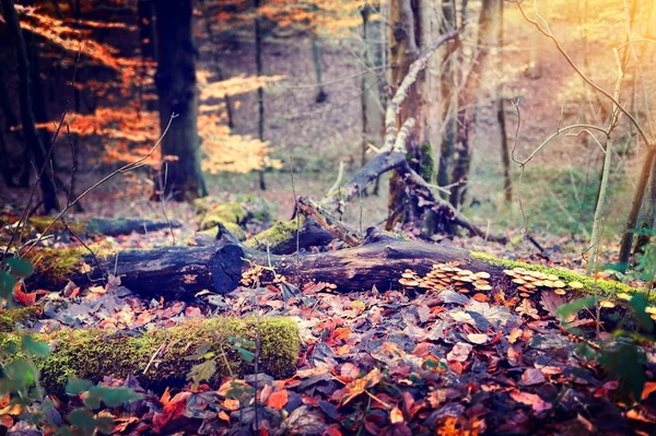 Bella foresta autunnale — Foto Stock