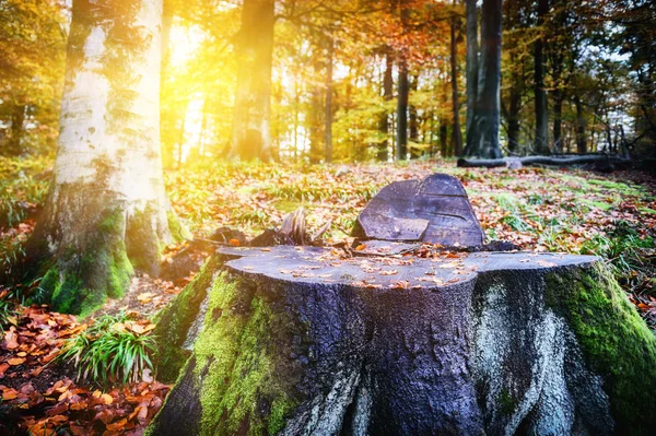 Büyük ağaç kütüğü ile peyzaj — Stok fotoğraf