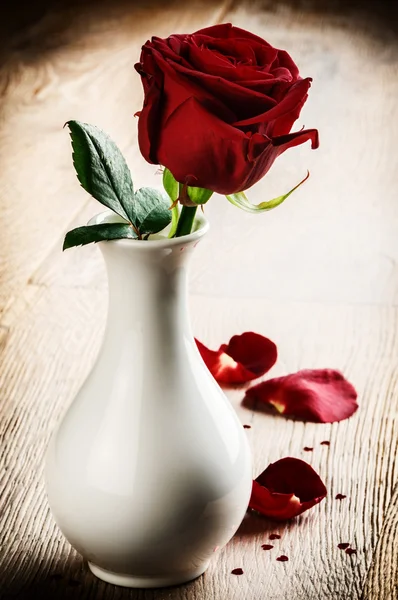 Piękna czerwona róża — Zdjęcie stockowe