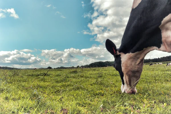 Zwart en wit cow grazen op veld — Stockfoto