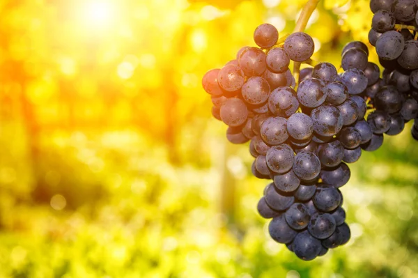 Uva orgânica fresca no ramo da vinha — Fotografia de Stock
