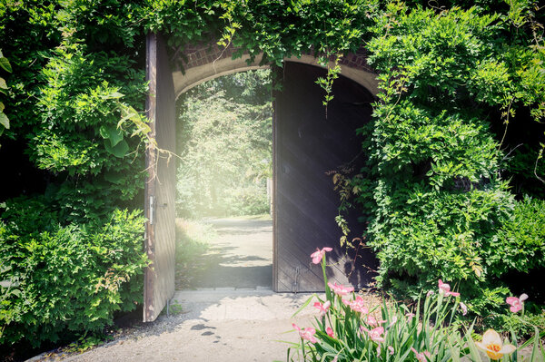 Old wooden gate with lianas