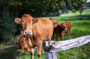 Genç kahverengi inek