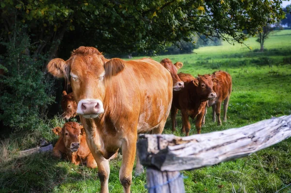 Young brown cows — Stock Photo, Image