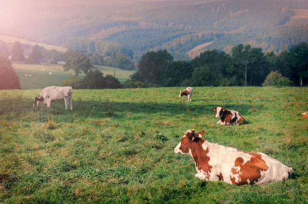 Mandria di vacche nel campo verde estivo — Foto Stock