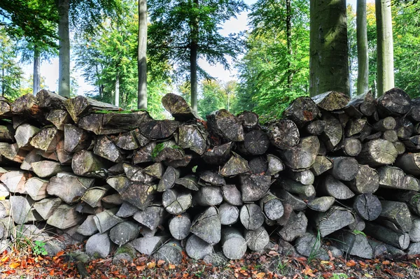 Holzstapel im Wald — Stockfoto