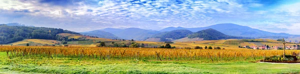 Herbstliche Weinberge an der Weinstraße — Stockfoto