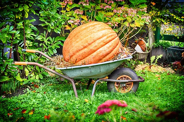 Old wheelbarrow with big pumpkin — Stock Photo, Image