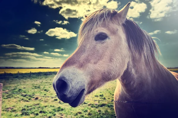 Jovem cavalo no campo verde — Fotografia de Stock