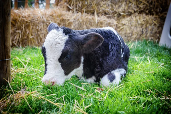 Милий маленький теля, що лежить у траві — стокове фото