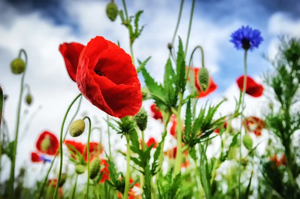 Amapolas en verano —  Fotos de Stock