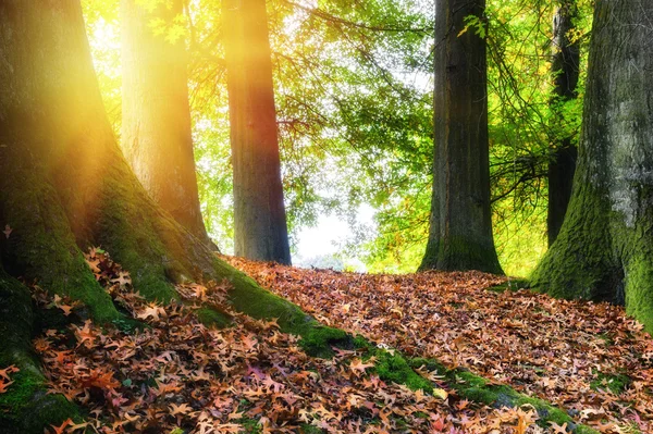 Podzimní krajina s velkým dubem — Stock fotografie