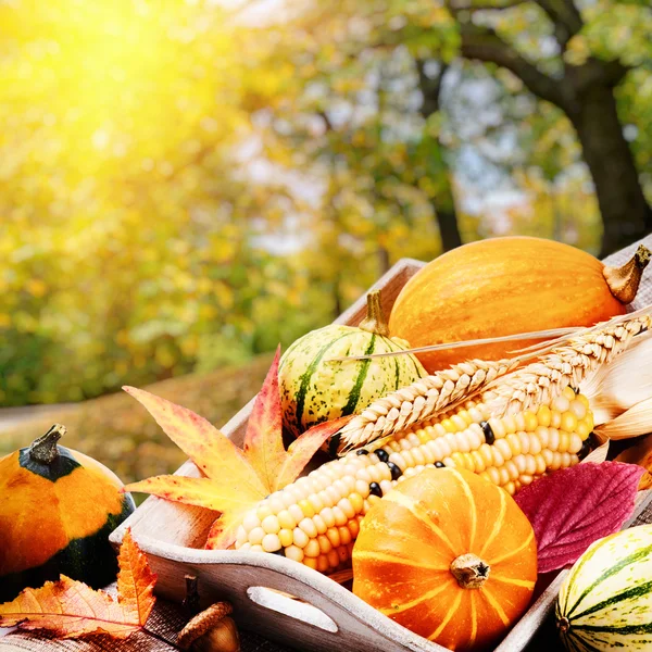 Bodegón de otoño con calabazas —  Fotos de Stock