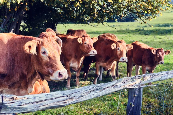 Vacche brune al campo estivo — Foto Stock