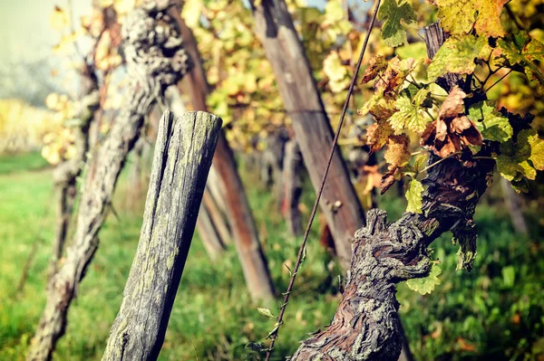 Vigneto autunnale dopo il raccolto — Foto Stock