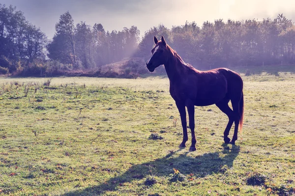 Unghäst på gröna fält — Stockfoto