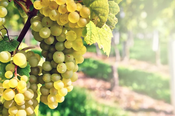 Ramo de uva orgánica fresca —  Fotos de Stock