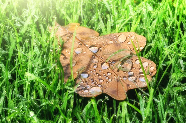 Oak leaf on green grass — Stock Photo, Image
