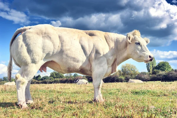 Vaca branca pastando no campo de verão — Fotografia de Stock