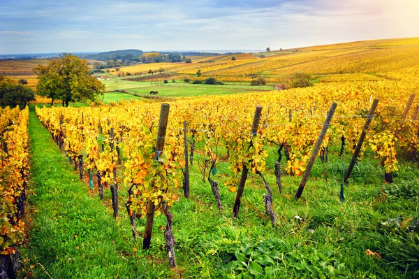 Paysage avec vignobles d'automne — Photo