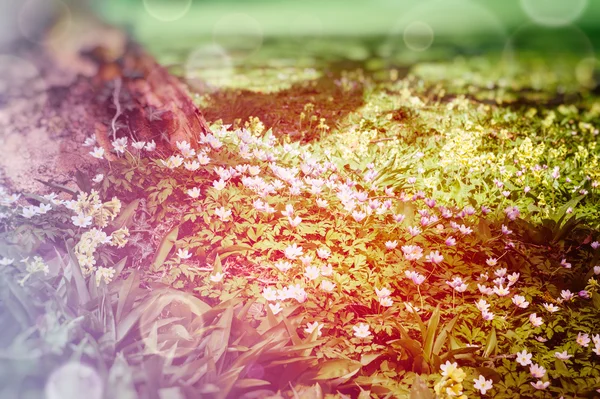 Beautiful wild flowers in spring forest — Stock Photo, Image