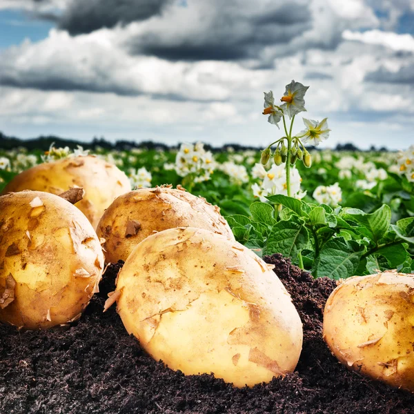 Vers gegraven aardappelen op landbouwgebied — Stockfoto