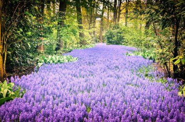 Güzel mor muscari