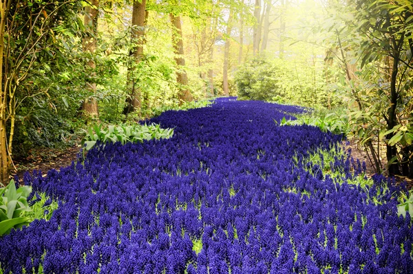 Schöne lila Muscari — Stockfoto