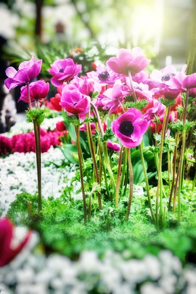 Pink poppy anemone flowers — Stock Photo, Image