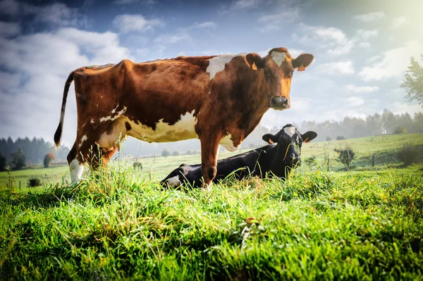 Herd of cows at summer green field — Stock Photo, Image