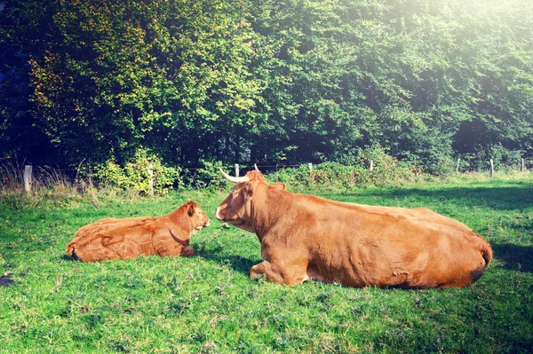 Koeien grazen op groen veld — Stockfoto