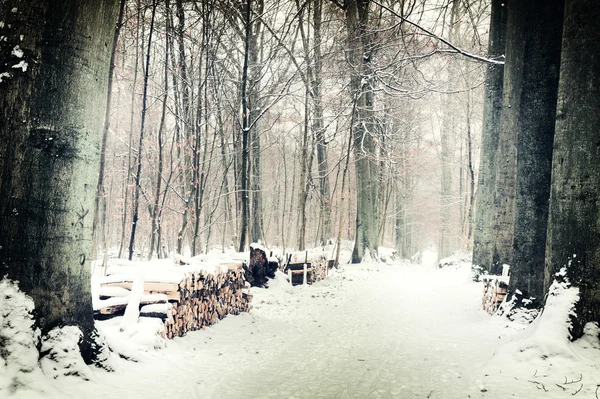 Winter forest landscape — Stock Photo, Image