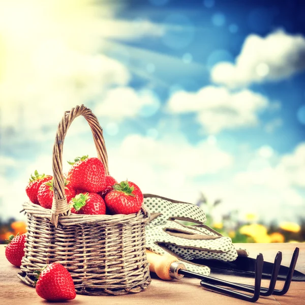 Cosecha de verano de fresas frescas — Foto de Stock