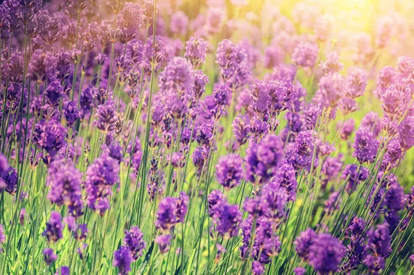 Nahaufnahme von Lavendelfeld — Stockfoto