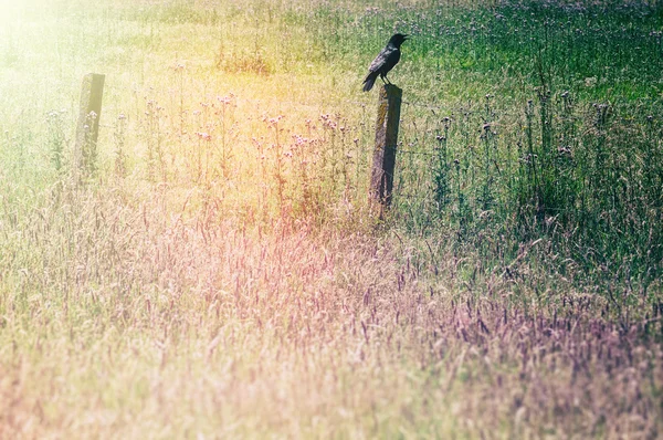 Campo de hierba con cuervo — Foto de Stock