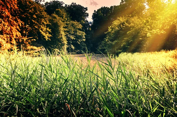 Φθινοπωρινό τοπίο με πράσινο γρασίδι — Φωτογραφία Αρχείου