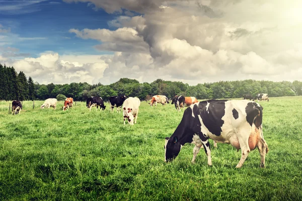 Rebaño de vacas pastando en el campo verde Imágenes de stock libres de derechos