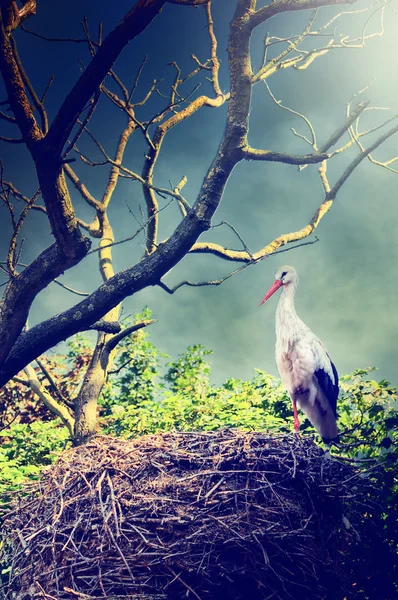 Wild stork in nest — Stock Photo, Image