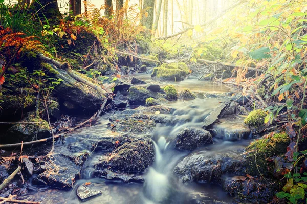 Podzimní krajina s lesní potok — Stock fotografie