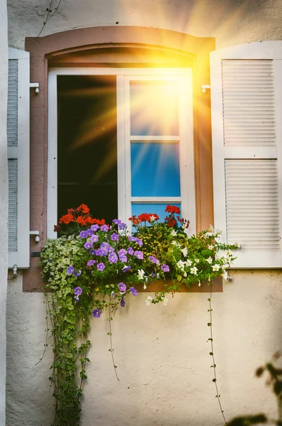 Fönstret dekorerad med färgglada geranium — Stockfoto