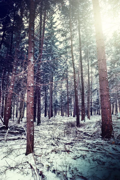 Inverno paisagem florestal — Fotografia de Stock