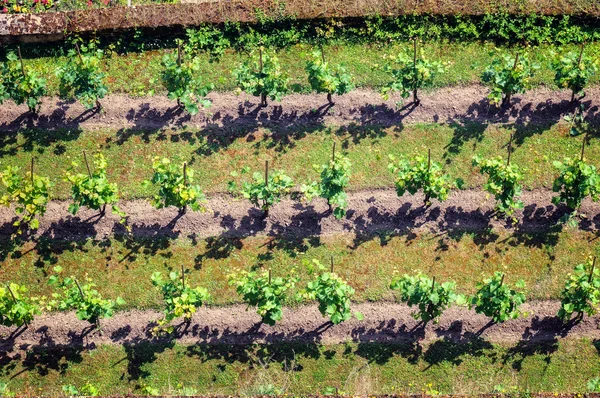 Landscape with green vineyards — Stock Photo, Image