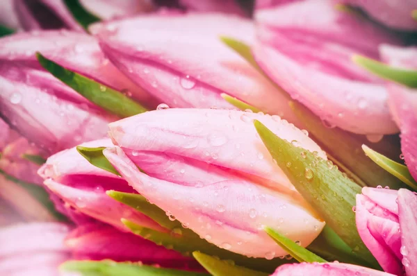 Розовый тюльпан крупным планом — стоковое фото
