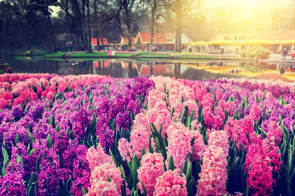 피는과 hyacinths 아름 다운 봄 풍경 — 스톡 사진