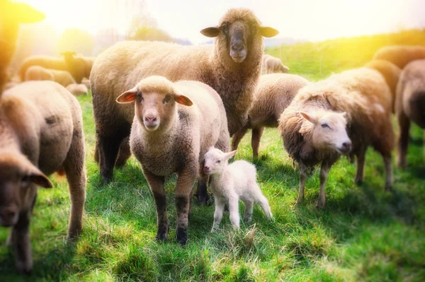 Gregge di pecore al campo verde — Foto Stock