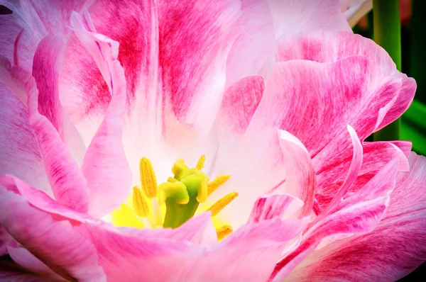 Blühende rosa Tulpe — Stockfoto