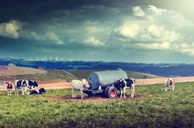 Agricultral yatay, inek sürüsü