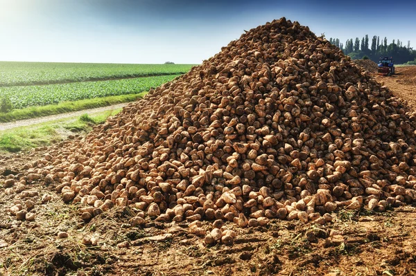 Högen av skördade sockerbetor — Stockfoto