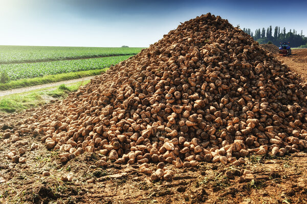 Pile of harvested sugar beet