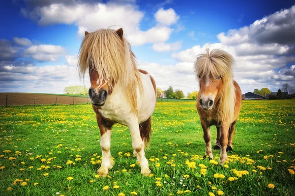 Iki shetland midilli — Stok fotoğraf